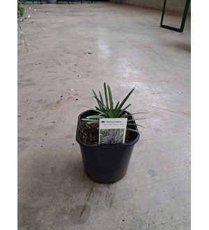 Liriope muscari 'Big Blue' C 2 L
